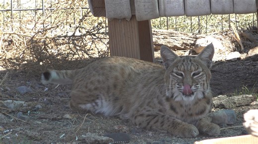 Lots of tail wags from bobcat Cinnamon! Did you know that bobcats get their name from their bobbed tails and that the tails movement/position can tell a lot about how a cat is feeling? | Safe Haven Wildlife Sanctuary