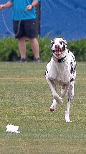 Captivating Slow Motion Fast CAT Footage with AKC Dogs