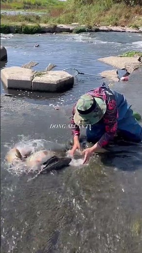 Amazing Hand Fishing Catch in Shallow River | Giant Fish Caught by Hand! #shortselling