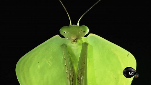 Monster Bug Wars! (TV Series 2011– )