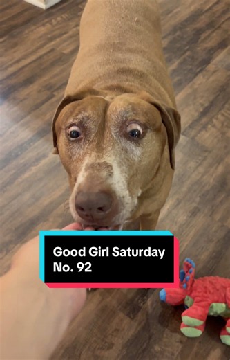 Belle celebrates Good Girl Saturday! She has done well. #welldonebelle #goodgirlsaturday