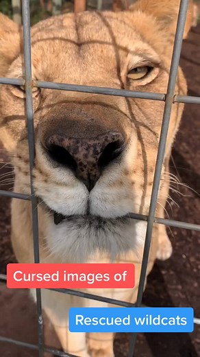 All cats are beautiful... most of the time 😏 #cursedimages #cursedimagechallenge #fyp #foryou #notapet #cursedimage