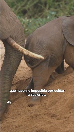 Legado Salvaje | Estreno 6 de Agosto