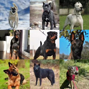 628K views · 13K reactions | Las Razas de PERROS que representan a cada país #perros #canecorso #pastoraleman #calupoh #filabrasileiro | Mascotas Felices | Facebook