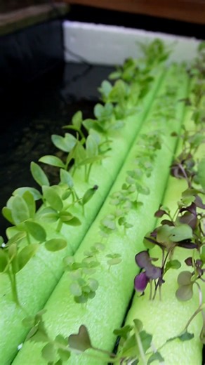 4.1K views · 51 reactions | Cheap and easy garden ideas for hydroponics #hydroponicsgarden #Homegrown Cre: KeeponGrowin | Indoor Plants Advisors | Facebook