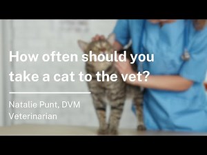 How to Bring Your Cat to the Vet Without a Carrier