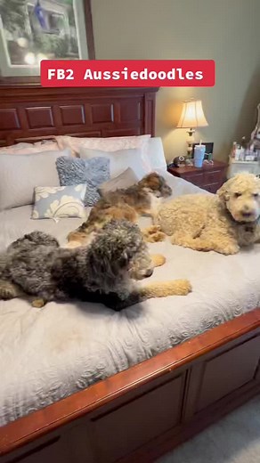 Meet the Adorable AussieDoodles - Murphy, Roo, and Bodie
