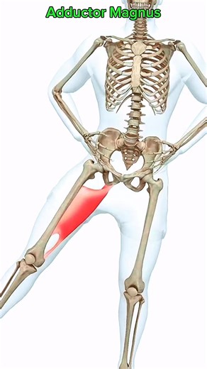 264K views · 2.9K reactions | Adductor Magnus #muscle #anatomy 例️‍♀️ | Dr. Ishtiaque Arafat | Facebook