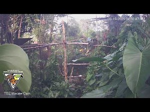 The Belize Zoo Live Cam