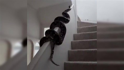 'One doesn’t need a staircase': Massive python slithers up a handrail with ease; clip goes viral