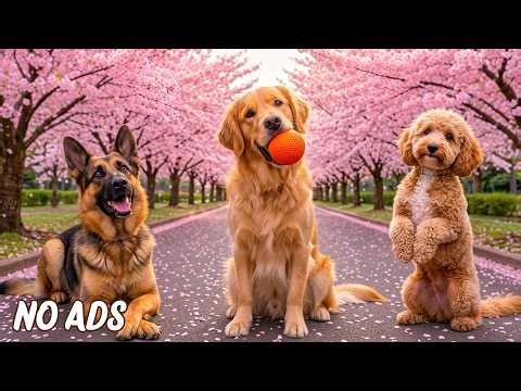 12 Hours of Dog TV for Dogs to Watch 🐕🎶 Soothing Music for Active Dogs & Peaceful Energy 🌿🐾