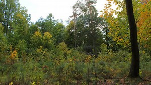A time lapse of all year round seasons changing in a forest. 4K, seamless looping.