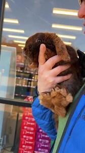 40 reactions | Litter Trained Rabbits #pottytraining #litterbox #petcare | Rabbit Pals | Facebook