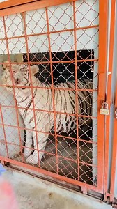 22K views · 243 reactions | #bengoltiger #newtiger #comedy #funnyvideos #tiger #holi #bengaltiger | Shero Ka Badshah | Facebook