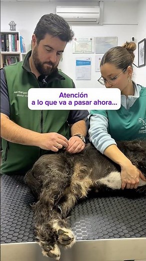 Fisioterapia canina: técnica avanzada con pointer para problemas de cadera en perros#jaen #vet#perro