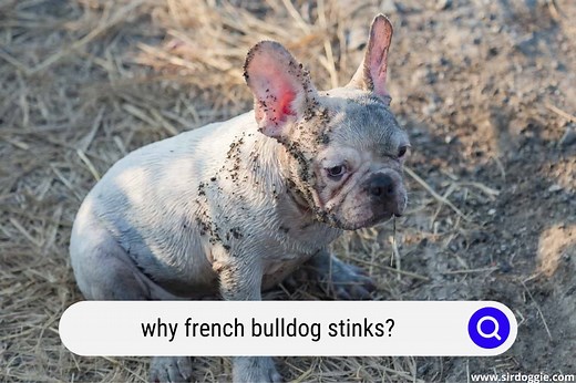 10 Reasons Why Your French Bulldog "Stinks" - SirDoggie.com