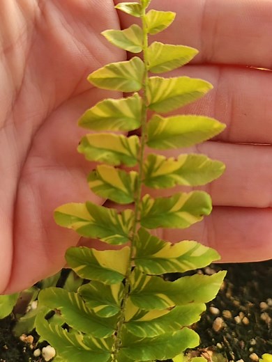 3.7K views · 66 reactions | Back for 2026, tiger Boston ferns! #smallbusiness #plant #plantmom #plantwhore #plantsofinstagram #houseplants #plantcollection #tropicalplant #plantsmakepeoplehappy #watterfarms #houseplant #plants #planthoarder #plantdaddy #crazyplantpeople #urbanjungle #neenahwisconsin #plantaddict #crazyplantlady #houseplantsofinstagram #neenah | Watter Farms | Facebook