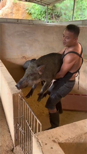 Amazing Pig Catching 🐗 #pig #boar #catch #catching #animal #viral #short #rurallife #farmlife