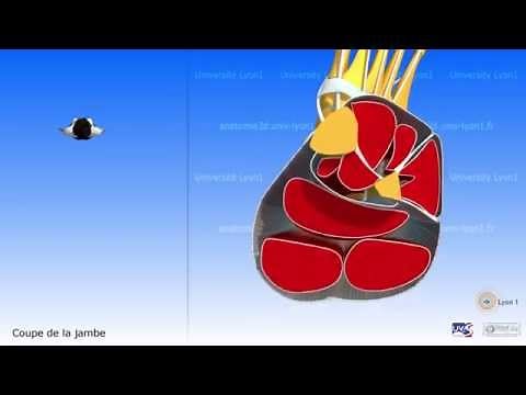 Les muscles et loges musculaires de la jambe