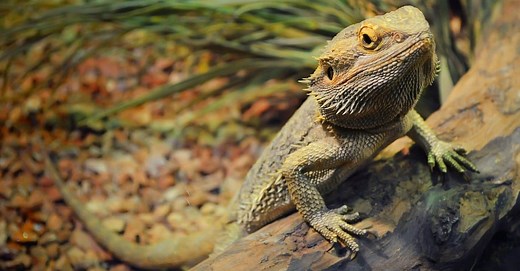Meet the Giants: The Largest Bearded Dragon Species and Their Unique Traits