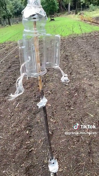 Efectividad del espantapájaros ✨ Pronto estare subiendo la segunda parte del tutorial 🤭 #campo #cultivos #agriculture #agricultura #huerto #granja #vida #vidarural #naturaleza #espantapajaros #reutilizar
