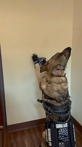 Watch Luci problem solve when the door button was lower than he’s used to! He kept trying when he didn’t hear the “click” of the door opening after using his nose. This is a new task for him, so he’s still learning how to use buttons that are configured differently. He’s also learning positions for wheelchair pull in situations where it’s not really needed yet (downhill, times when my husband is pushing) to learn positions and turns before there’s momentum behind them. ⛧ #cardiacalertdog #servic