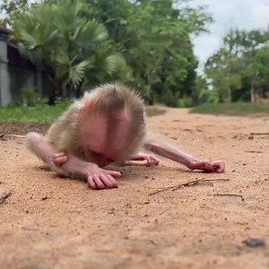 Mom Is Most Concerned With Baby A Tong | Monkey Rainbow | Monkey Rainbow