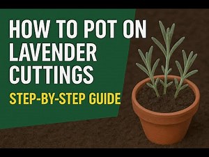 How to Pot On Lavender Cuttings for Healthy Growth | Step-by-Step Guide