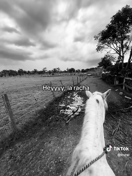 #racha #laracha #viral | la racha mi amor