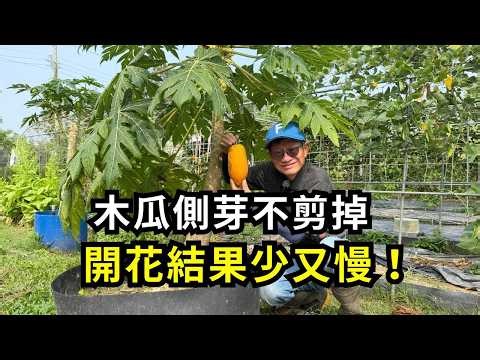 How to prune papaya to encourage flowering and fruiting? Should you cut off the side shoots on yo...