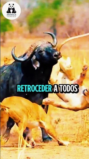 leon vs bufalo #leon #leones #bufalo #bufalos #lion #buffalo
