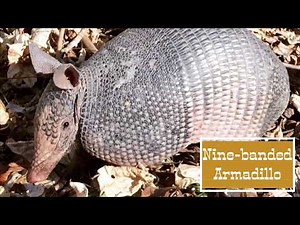 Nine-banded Armadillo (State Mammal of Texas)