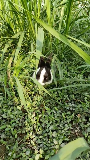 cute rabbit eating grass cute bunny reels ❤️🥰😍 #shorts #shortvideo #shortsfeed #rabbit #bunny