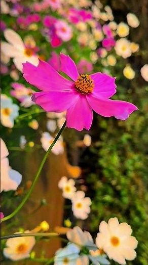 Garden Beauty 🌼 Pink Cosmos Flower Cinematic Shot | Calm & Relaxing दृश्य