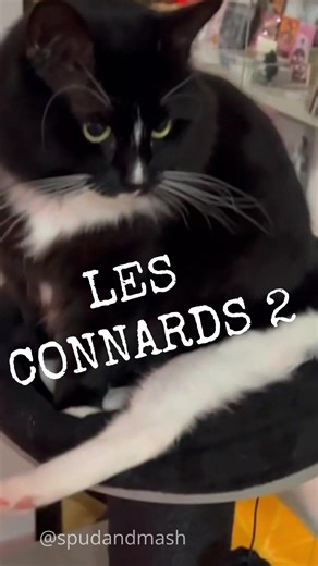 Pourquoi les chats sont des connards ?