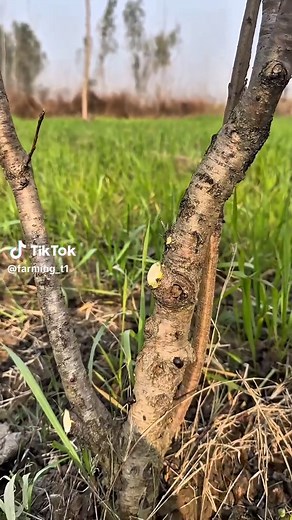 Essential Heavy Pruning Techniques for Peach Trees