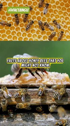 Facts About Honey Bees #honeybees #randomfacts #bugfacts #bees #BetYouDidntKnow - https://www.youtube.com/@factjungle | Fact Jungle