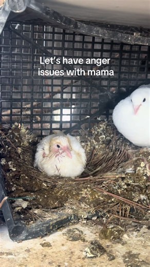 Pigeon Nesting Habits and Cleaning Challenges