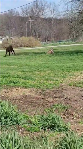 Georgie thinks this is a game. #calf #cowlover #cute #farm #farmlife