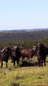 Can You Identify This Buffalo Species? When guests visit & see the buffalo on the reserve a common trend is mistaking them as water buffalo. These are African cape buffalo & yes; they are a difference species. One specific distinction of these species is what continent they call home; cape buffalo are from Africa, while water buffalo live across Asia. In Africa there is only one species of buffalo, but there are four subspecies: forest, West African savanna, Central African, & Southern savanna b