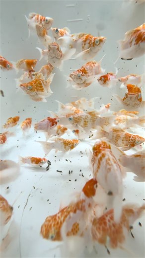 Exploring Molly Fish Care on Molly Farm