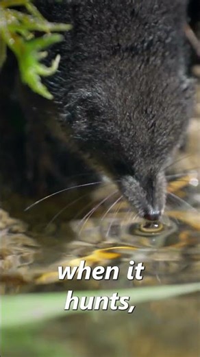 This Tiny Predator is Absolutely Relentless #shorts #nature #wildlife