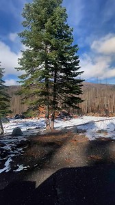 9.5K views · 114 reactions | Working on a update for the great work done today, but starting with a video of the pile burning in the Dixie Fire Integrated Resource Service Contract (IRSC) area at Hutchins Group Campground near Bucks Lake. These hazard trees were machine piled and are being burned as part of fuel reduction efforts and post-fire restoration work occurring in and near the recreation area. | U.S. Forest Service-Plumas National Forest | Facebook