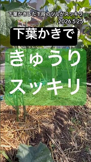 [Cucumber] I pruned the lower leaves, so the vines at the bottom look neat and tidy #CucumberCult...