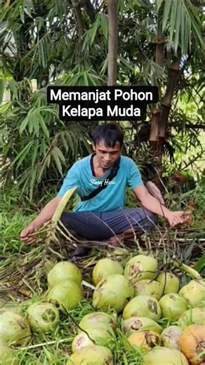 Climbing a Young Coconut Tree #shorts #viralshorts