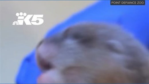 A new otter pup at Point Defiance Zoo! Pintar, a 4-year-old Asian small-clawed otter, gave birth to her first pup on November 18. | KING 5