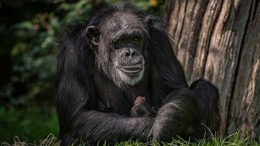 Mum cuddles endangered chimp born at Chester Zoo