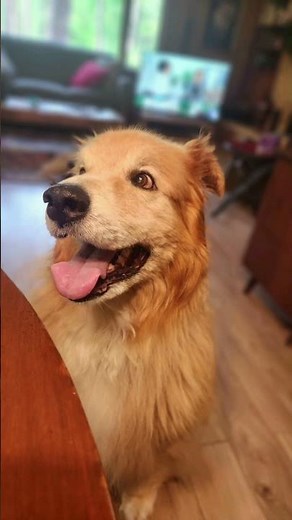 in memory of buddy 2013-2025 rembering my best friend