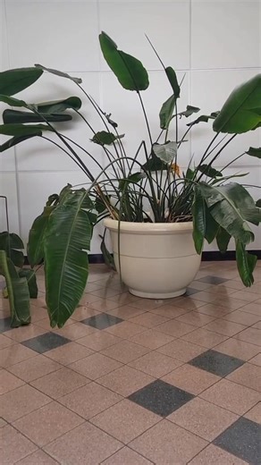 👉 Dalek "Get Over Here!" #DoctorWHO #Daleks #DaleksOfFlorida #TravelingTARDIS #DalekHAL | The Legend of the Traveling Tardis