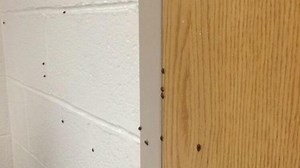 72,000 ladybugs released by students for senior prank